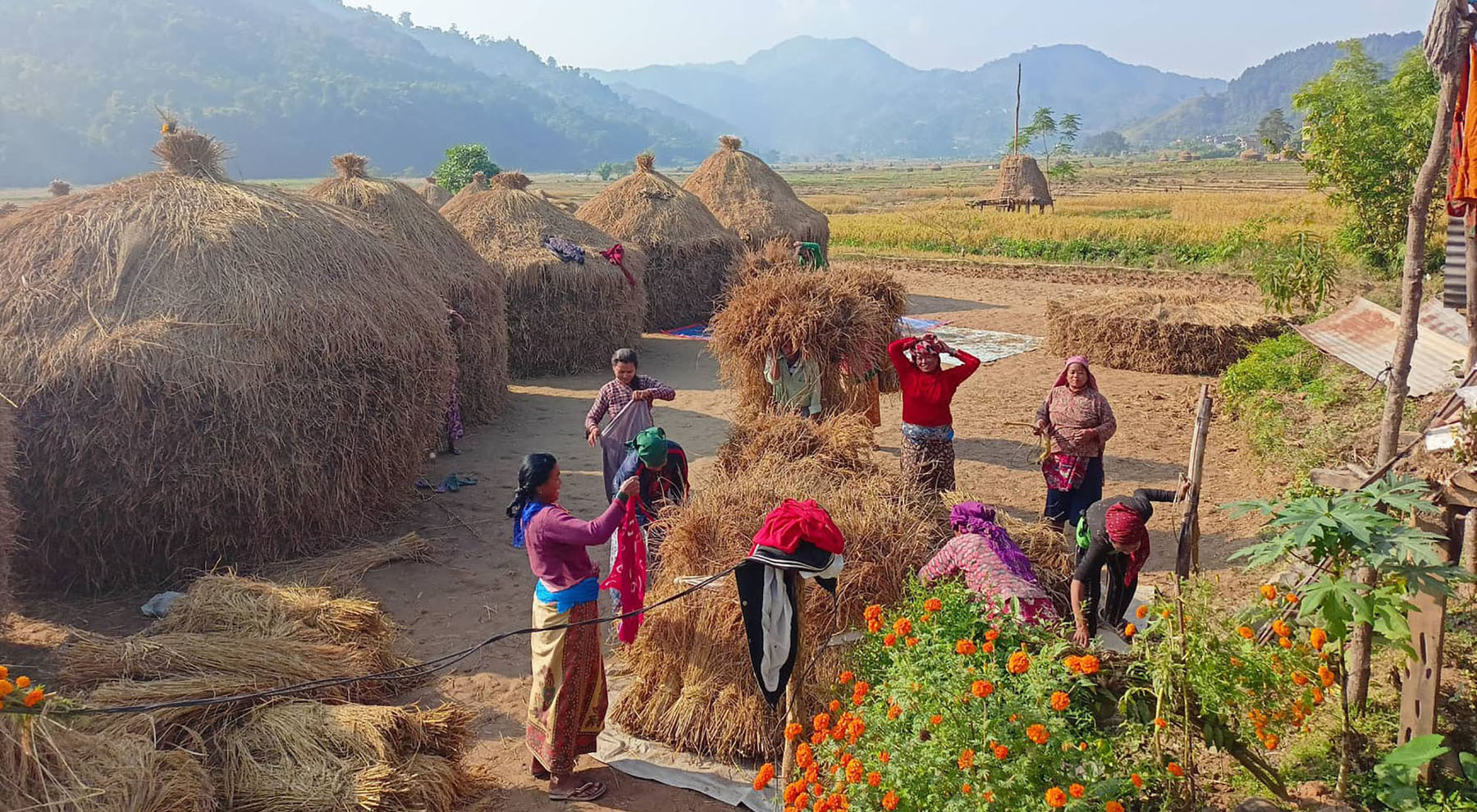 कृषकलाई कामकै चटारो