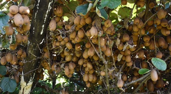 मकै र कोदो फल्ने बारीमा किवी खेती