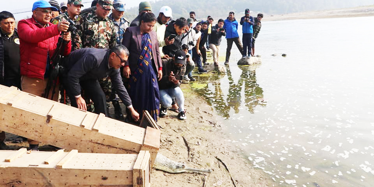 घडियाल गोही पाल्दै बाँके निकुञ्‍ज