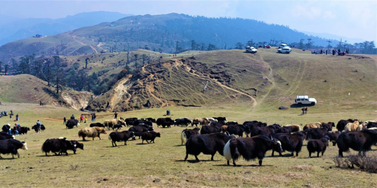 चौँरीपालन व्यवसायमा किसानको आकर्षण घट्दो