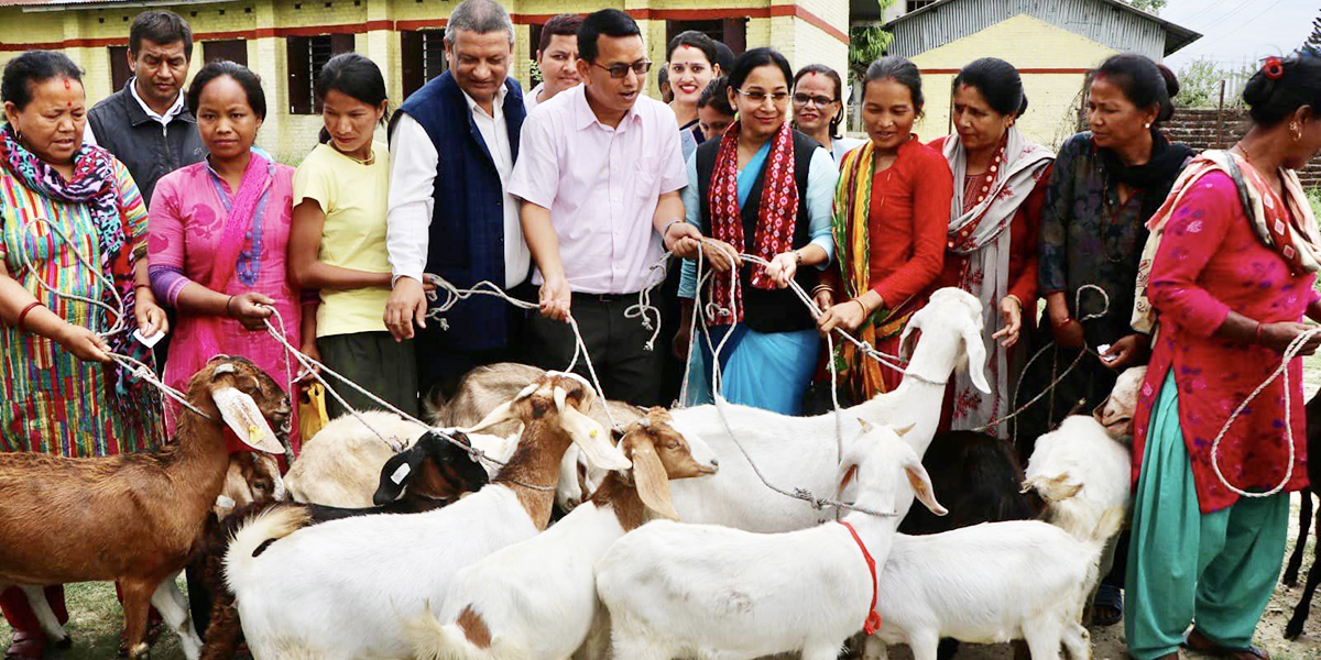 भरतपुर महानगरले दियो किसानलाई धानको बिउ र बाख्रा