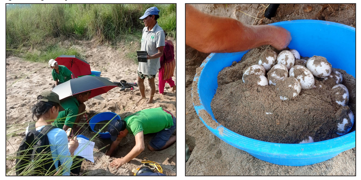 घडियाल गोहीका १९५ अण्डा संकलन