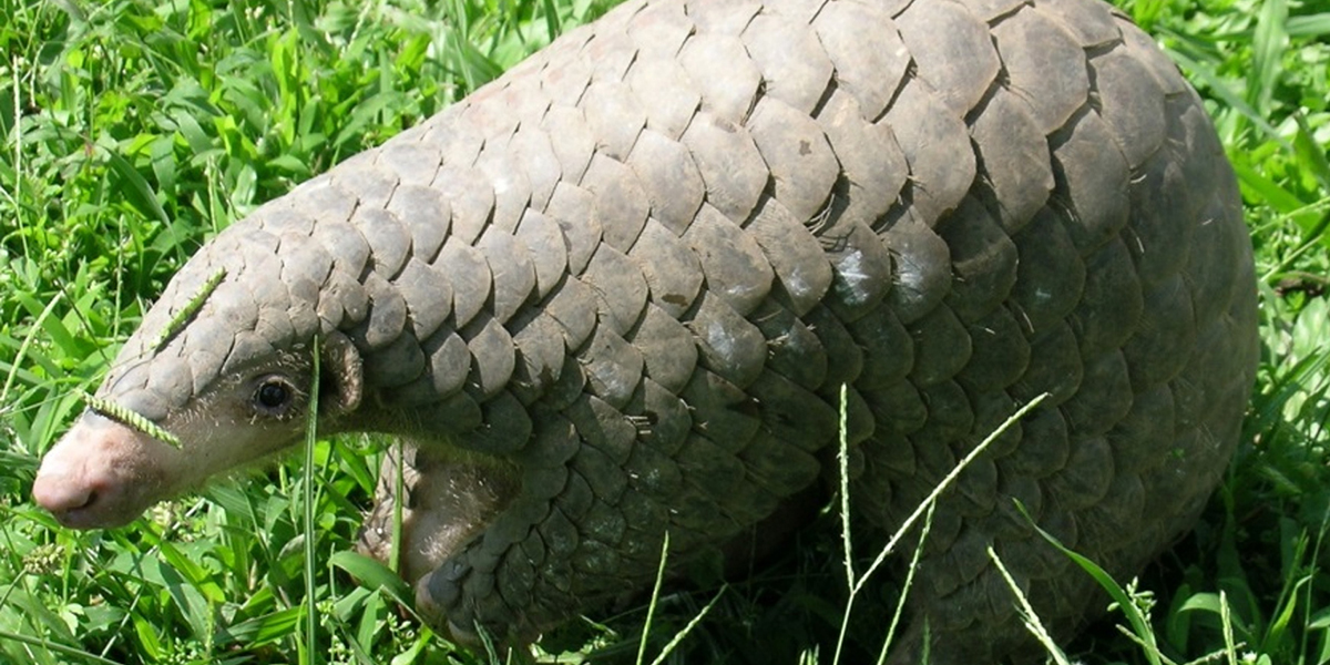 सालक संरक्षणमा अग्रसरता : माघ २६ मा माढीमा जुट्दै संरक्षणकर्मी