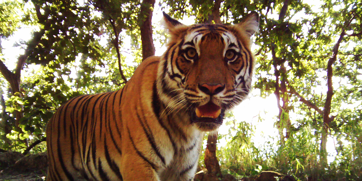 नेपालकाेभन्दा भारतमा करिब १० गुणा बढी बाघ