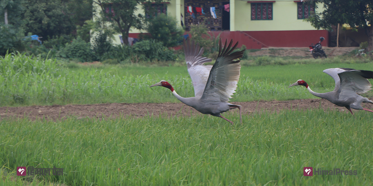 लुम्बिनीमा दुर्लभ पक्षी सारस [तस्बिरहरू]