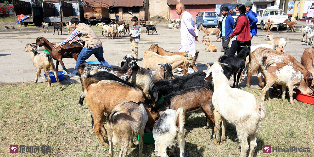 दसैँका लागि दाङबाट खसीबोका काठमाडौँ पठाइँदै