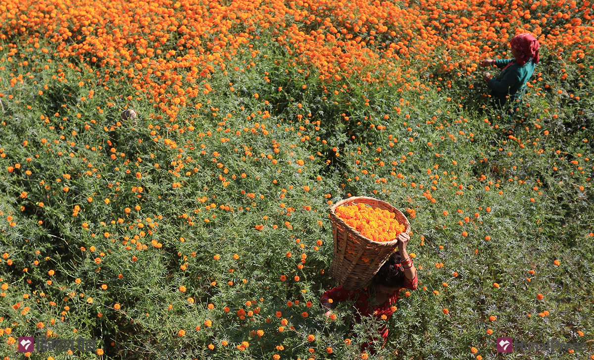 फूल बेच्न टोलटोलमा किसान
