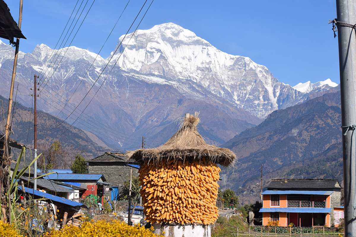 थाक्रामा राखिएको मकै र धौलागिरि हिमाल