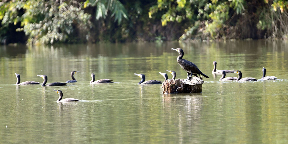 जलेवाको बथान