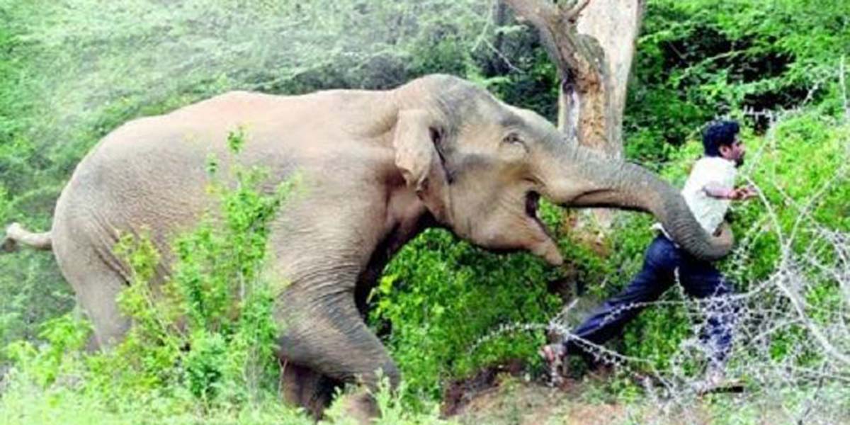 मानव-हात्ती द्वन्द्वका घटनामा वृद्धि