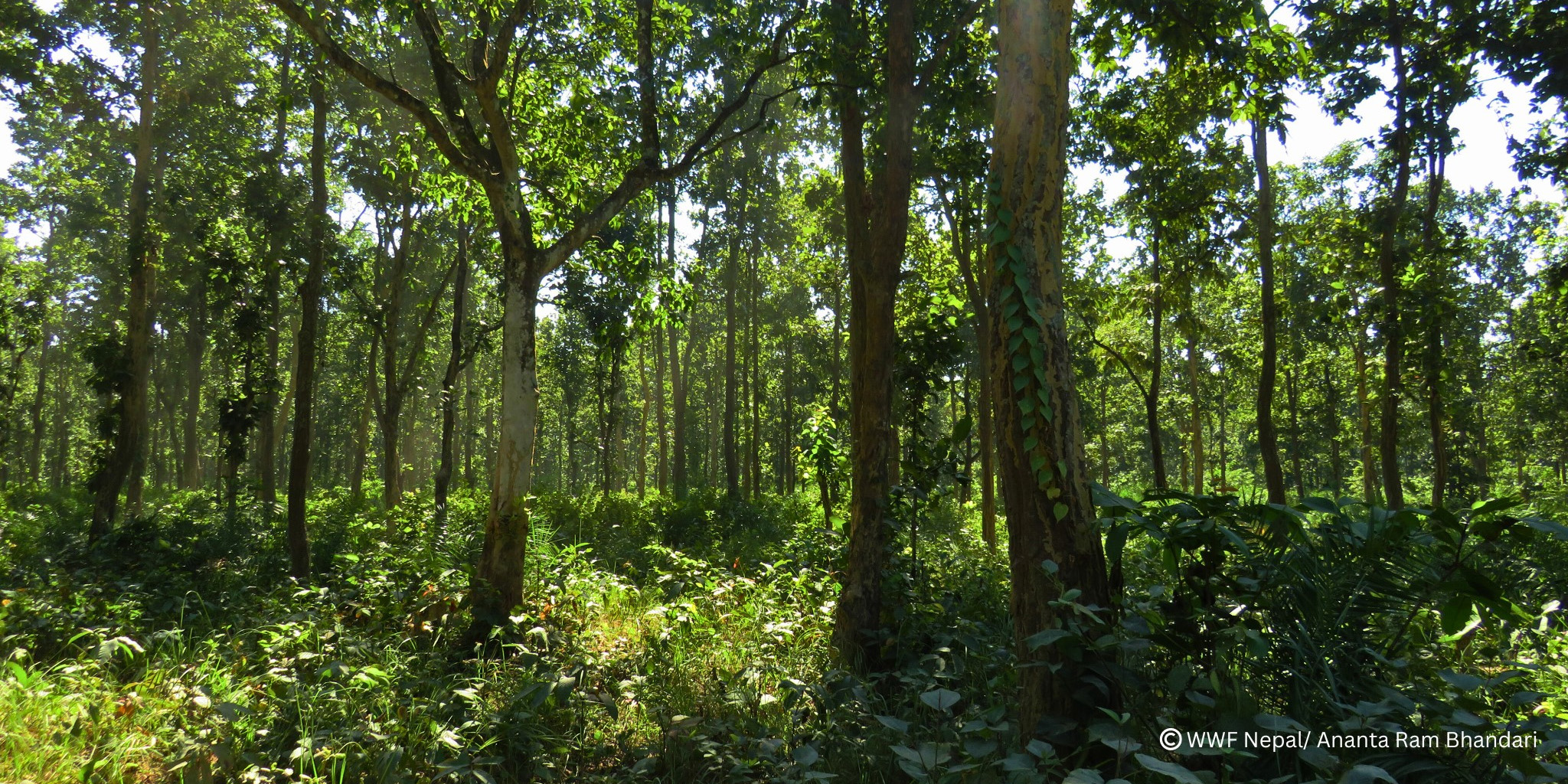 नेपालको तराई भू-परिधि ‘पुनःस्थापनाको उत्कृष्ट नमुना’को विश्व सूचीमा