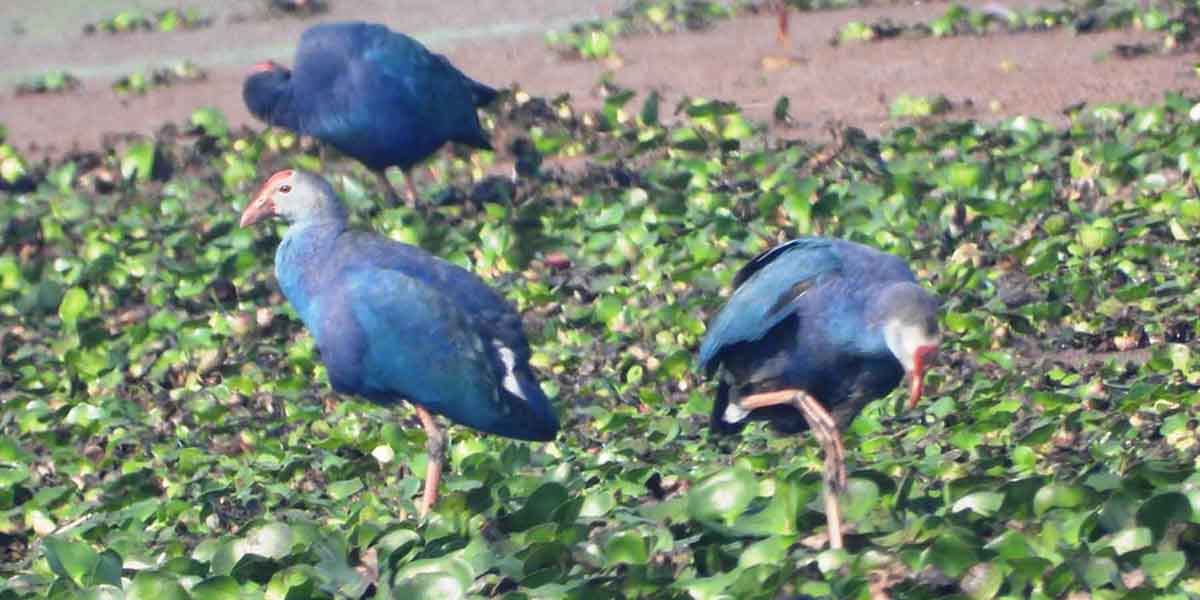 कुर्मा चरा