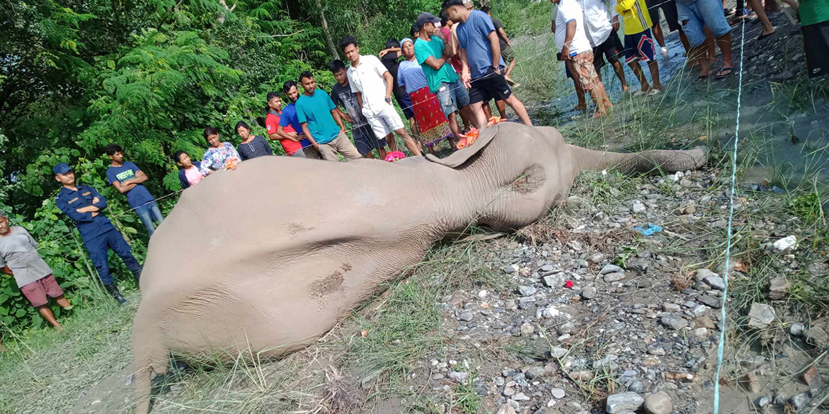 खोला किनारमा हात्ती मृत भेटियो