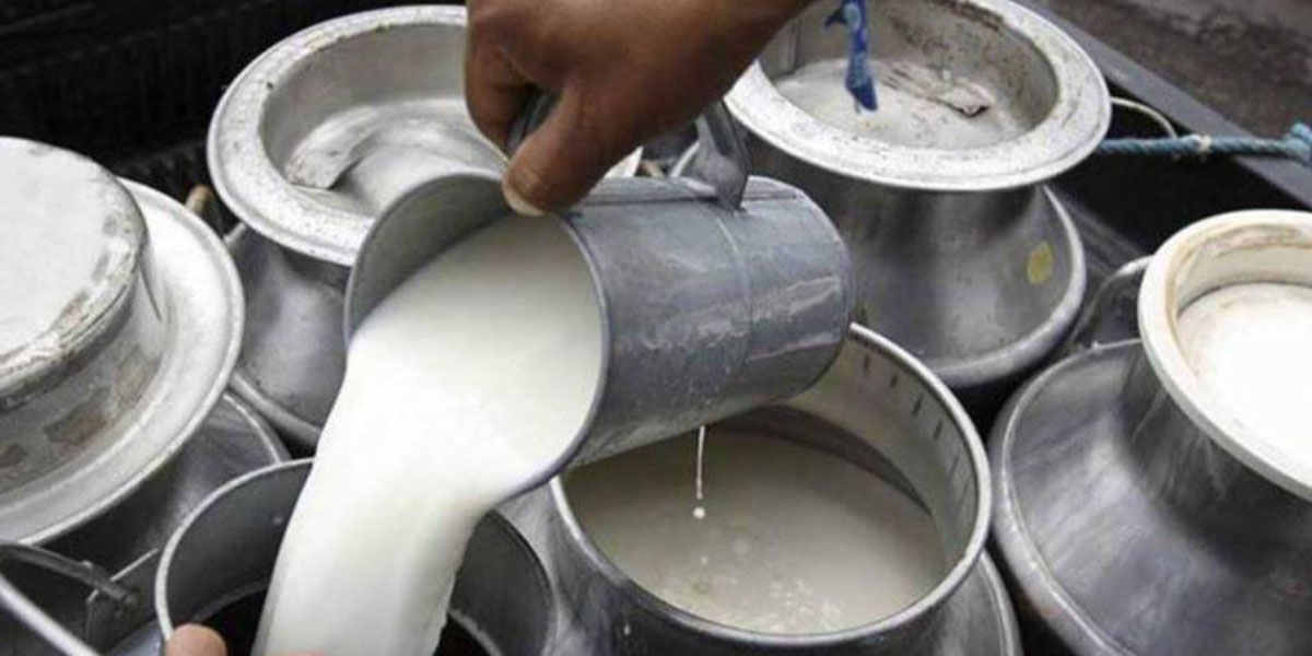 किसानको पीडा : ‘चामल आउने धान बग्यो, दूध बिकेन’  ‍