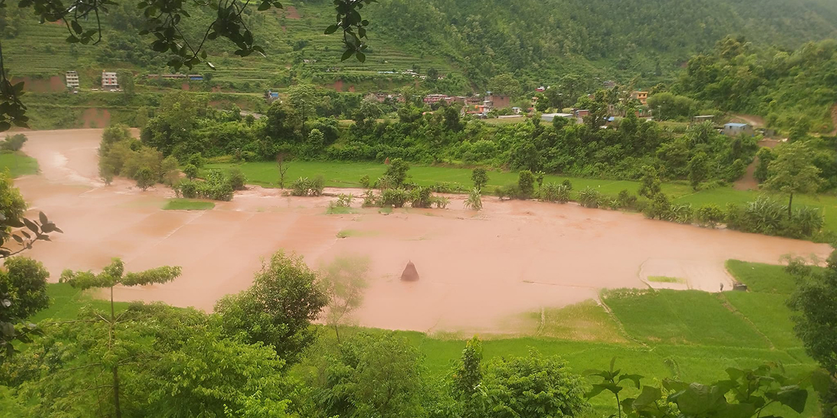 नुवाकोटमा बाढीले सयौँ रोपनी धानखेत बगरमा परिणत