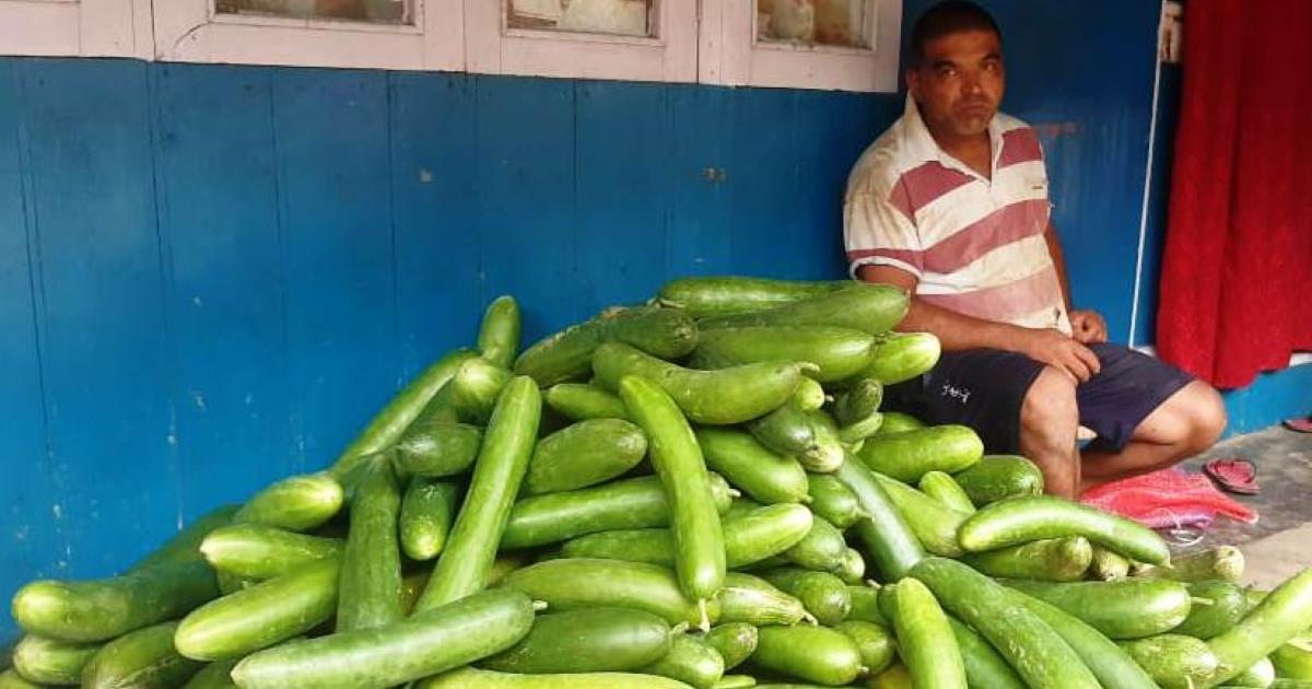 २५ वर्षदेखि काँक्राको बिउ उत्पादन उत्पादन गर्दै आएका किसान