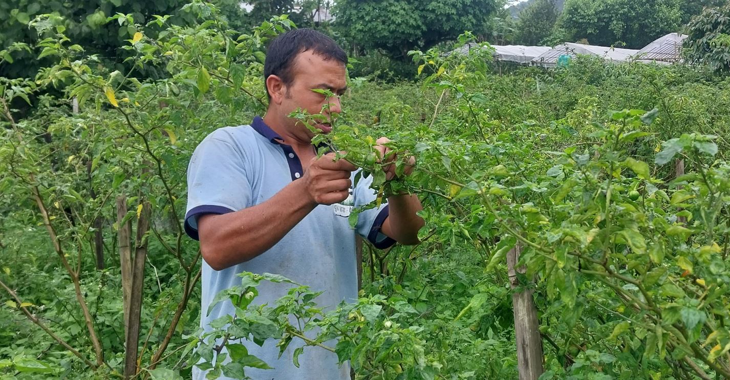 अकबरेबाट वार्षिक १५ लाख आर्जन गर्दै इलामका खड्गबहादुर