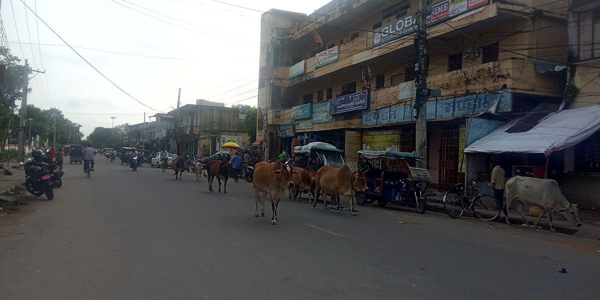 छाडा चौपायाले दुर्घटनाको जोखिम