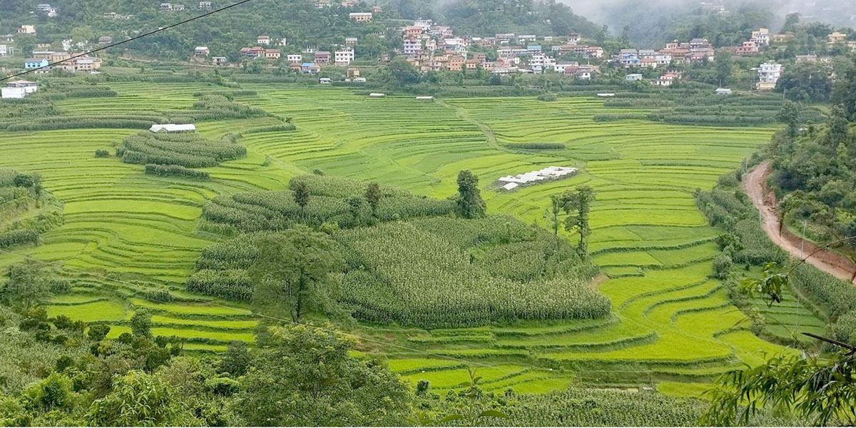 बल्थलीको धान र मकै खेतीको सुन्दरता