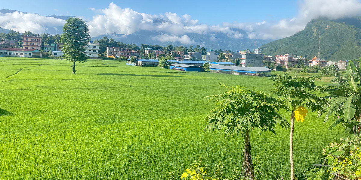 हरियाली धानखेत