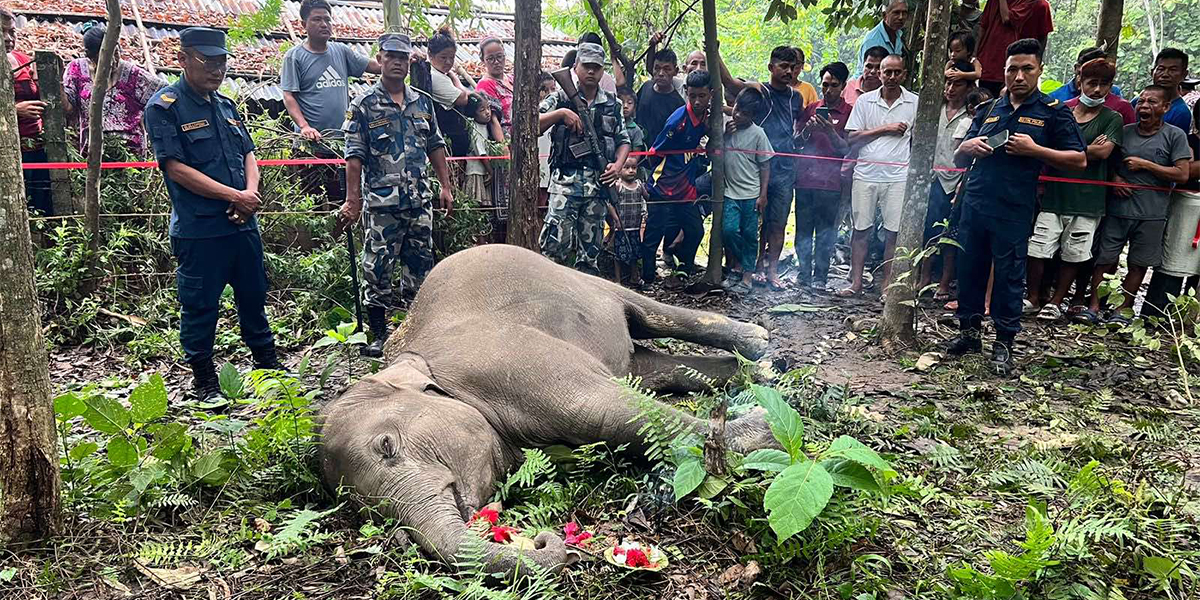 न्याउरी मुसालाई थापेको पासोमा हात्ती परेपछि…