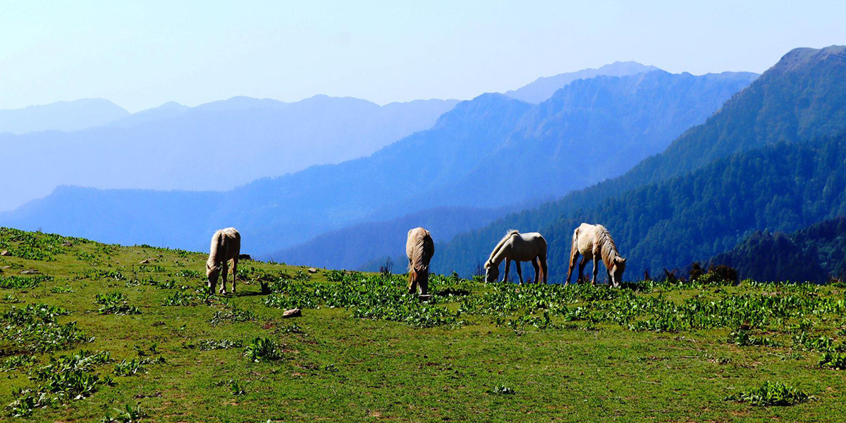 चरिरहेका घोडा