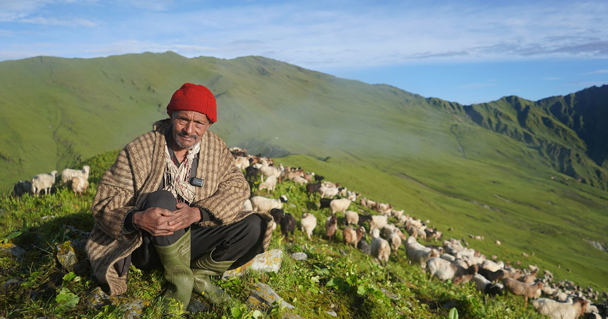 घुम्ती पशुपालन संकटमा, रित्तिँदै खर्कमा गाेठ