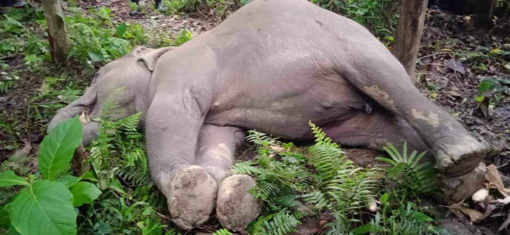 जंगली हात्ती मृत अवस्थामा फेला