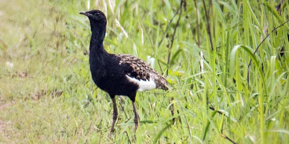 अति दुलर्भ खरमजुर संरक्षण गर्न घाँसे मैदान व्यवस्थापन