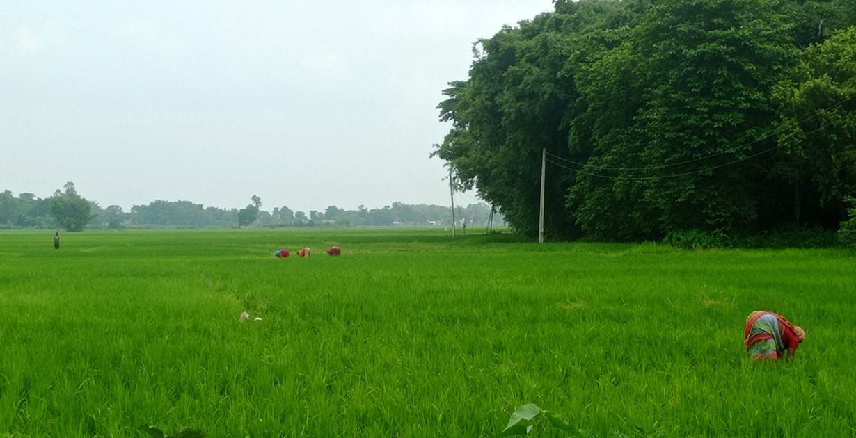 किसानलाई धान गाेड्न भ्याइनभ्याइ [तस्बिरहरू]