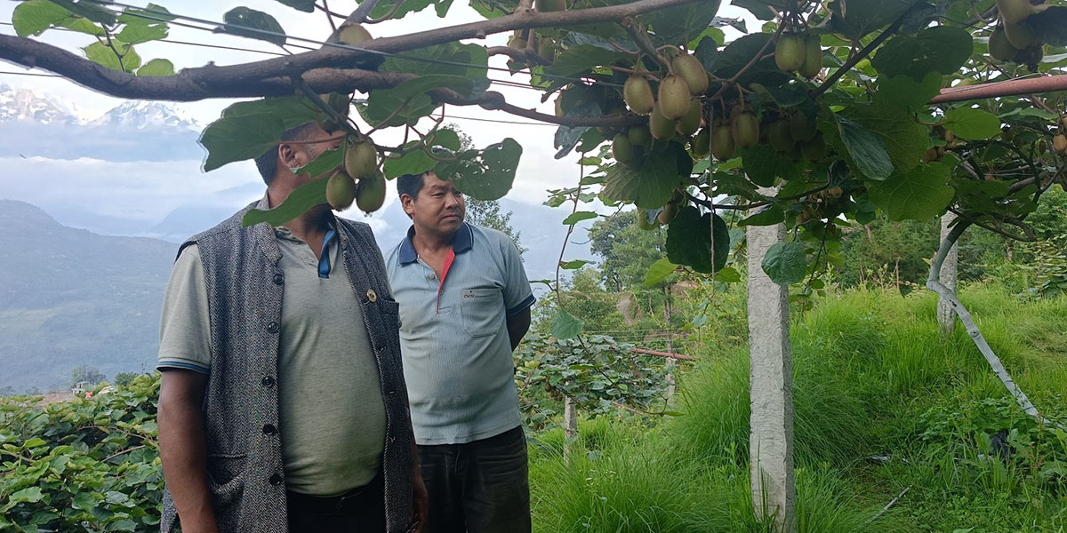 बेलायत सपना त्यागेर किवीमा जमेका लालबहादुर