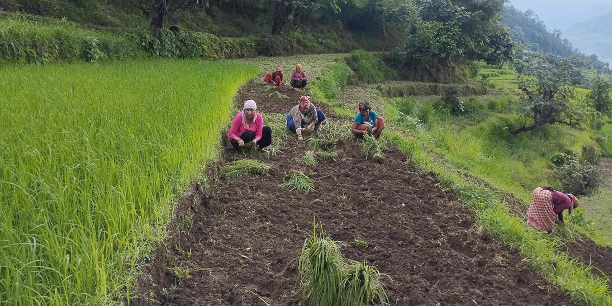 कोदो : भान्छामा प्रिय, खेतीमा उपेक्षा