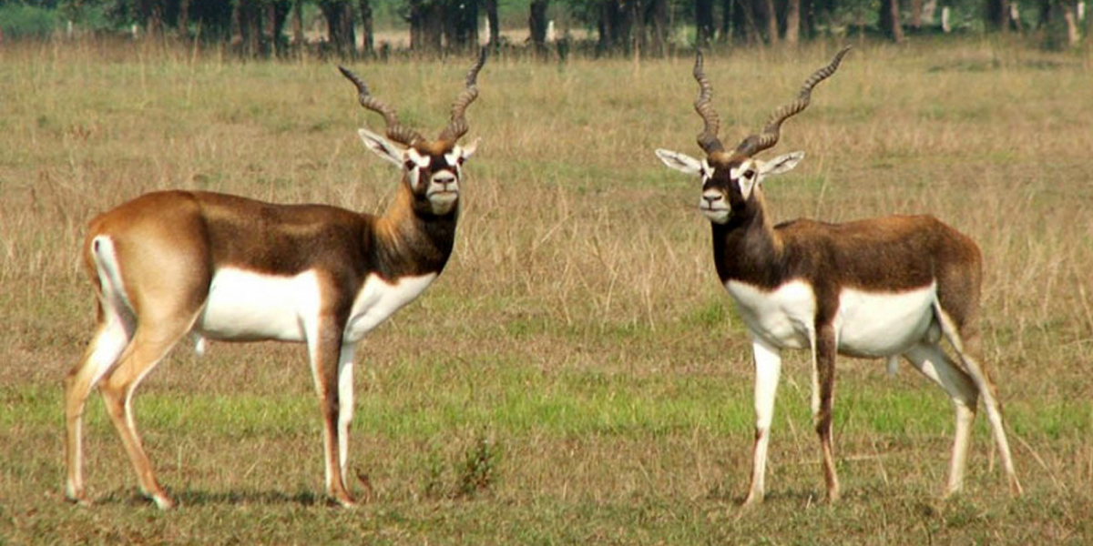 खैरापुरमा बढ्यो कृष्णसारको संख्या