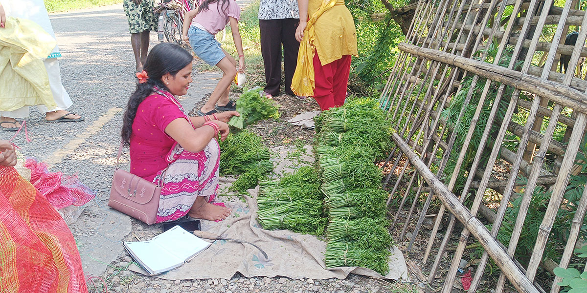 निगुरोको कमाइले धानिएका तीन दर्जन परिवार