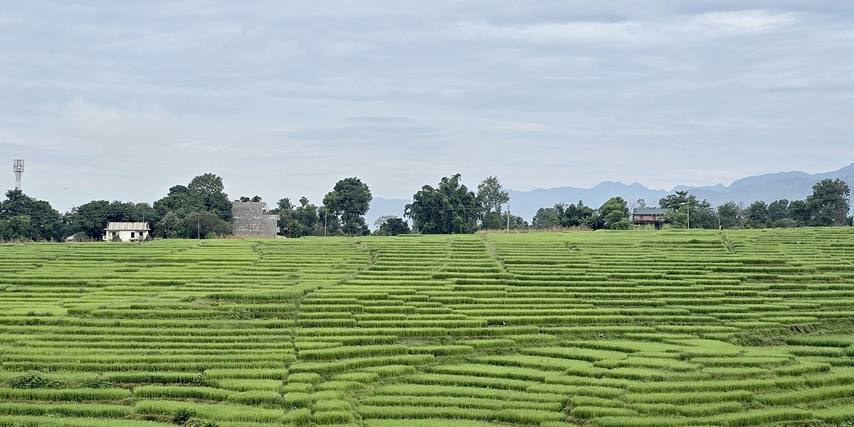 धानखेतको हरियाली