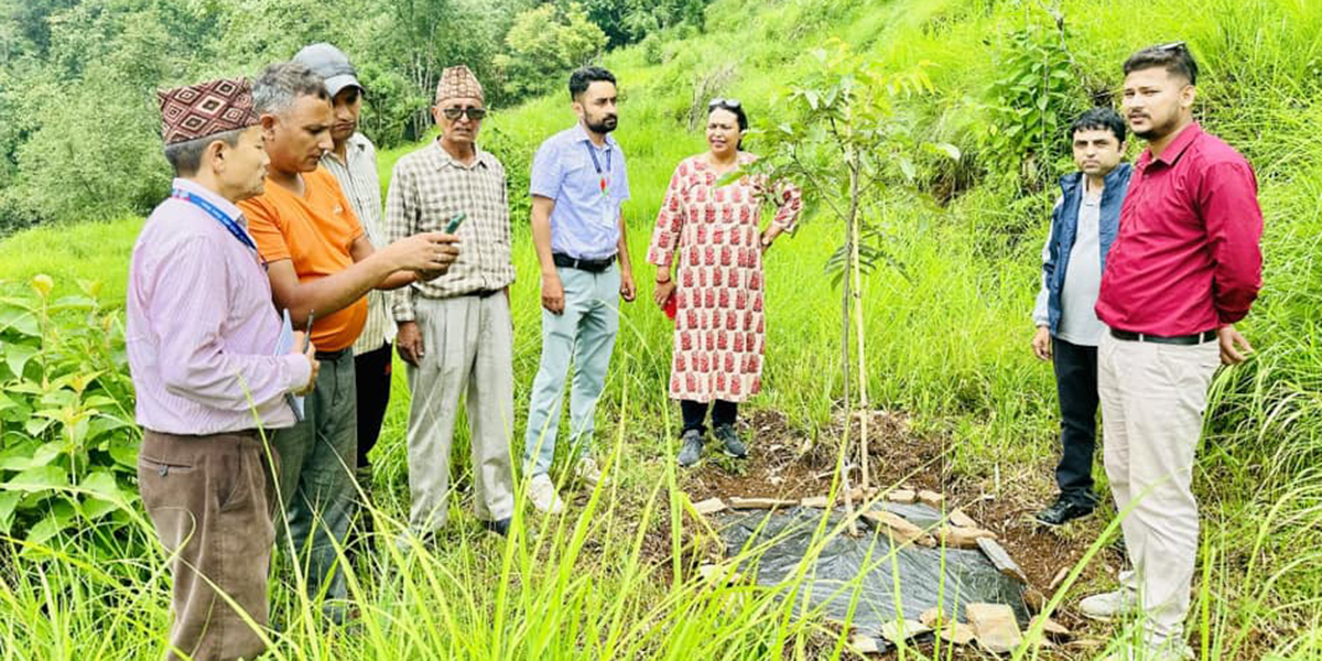 बाँदरबाट हैरान पर्वतका किसान व्यावसायिक ओखरखेतीमा