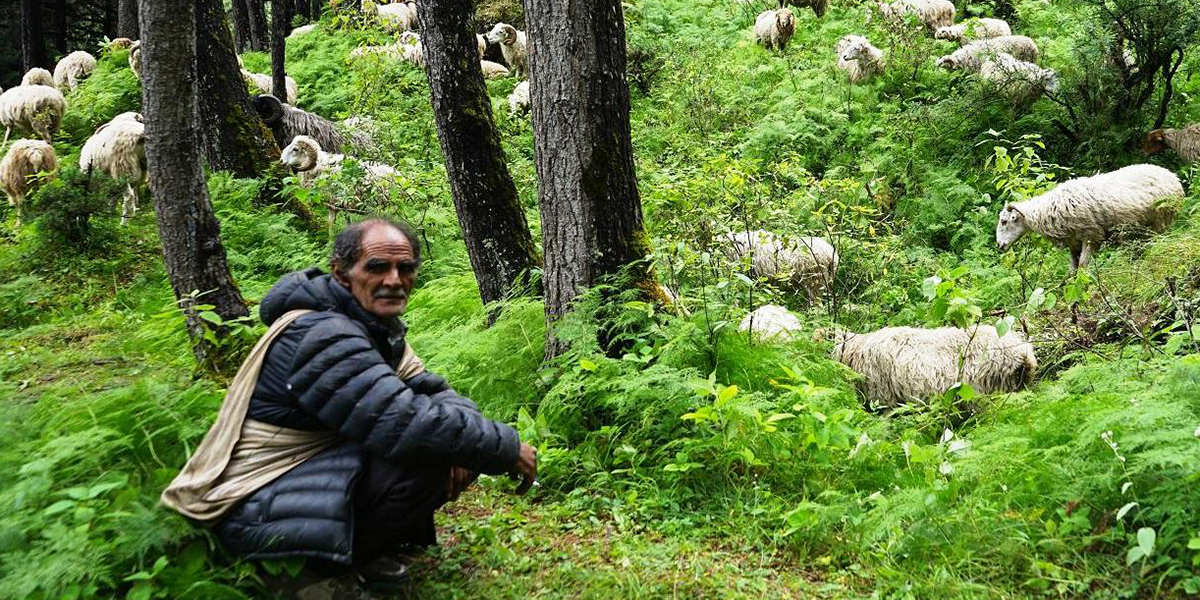 हराए लेकाली भेडागोठ, बिदेशिए गोठाला