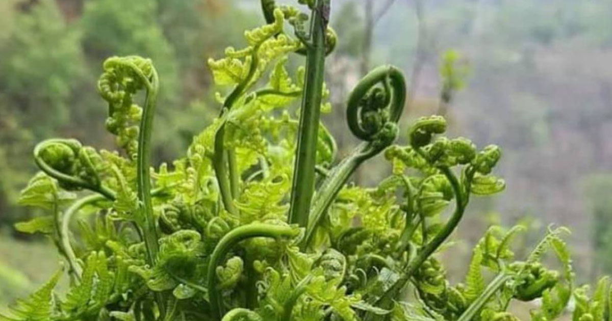 गुल्मीको निहुरो काठमाडौँमा, एक मुठाको ५० रुपैयाँ