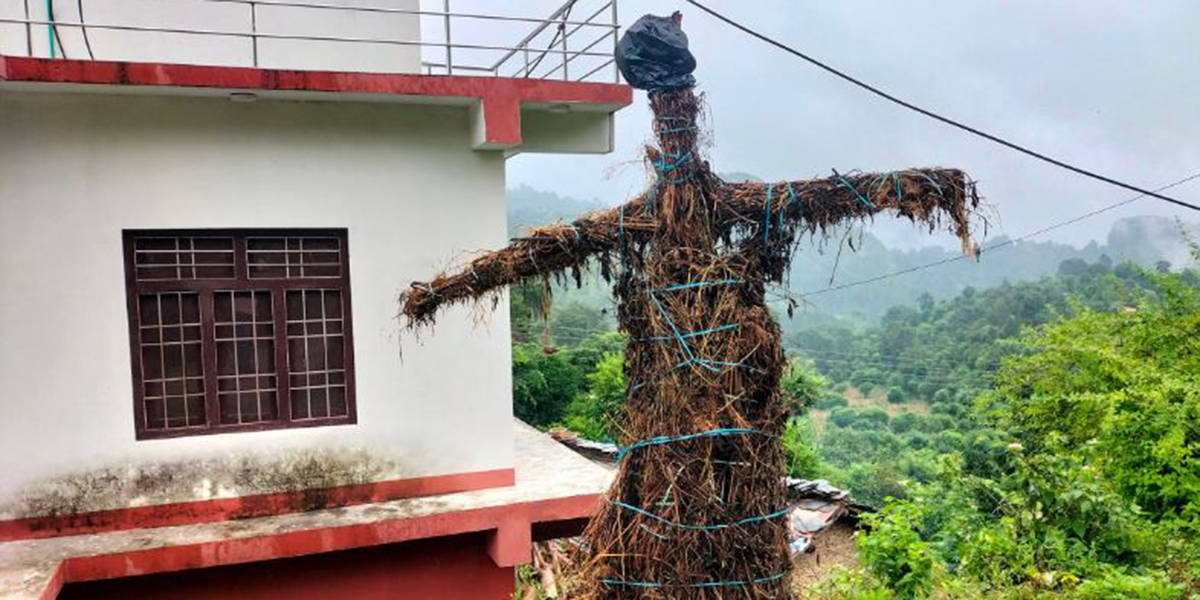 सुदूरपश्चिममा बूढी पोल्ने पर्व मनाइँदै