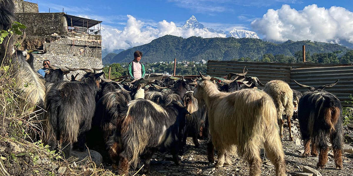 दसैँमा पाँचगुना बढी खपत हुन्छ खसीको मासु