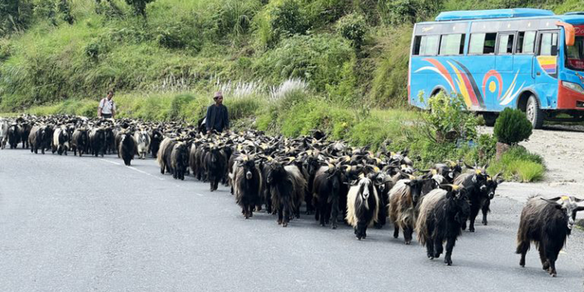 च्यांग्रा व्यापारीको यात्रा : रारादेखि फेवा तालसम्म