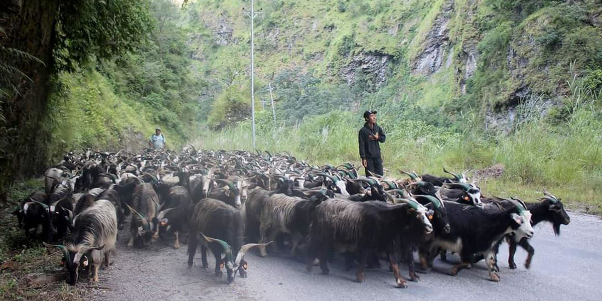 घट्यो च्याङ्ग्राको मूल्य