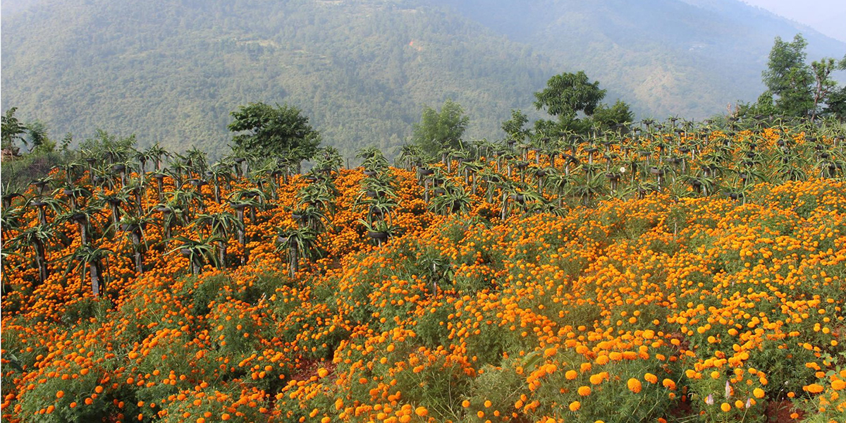 ड्रागन फ्रुटसँगै सयपत्री फूलको खेती