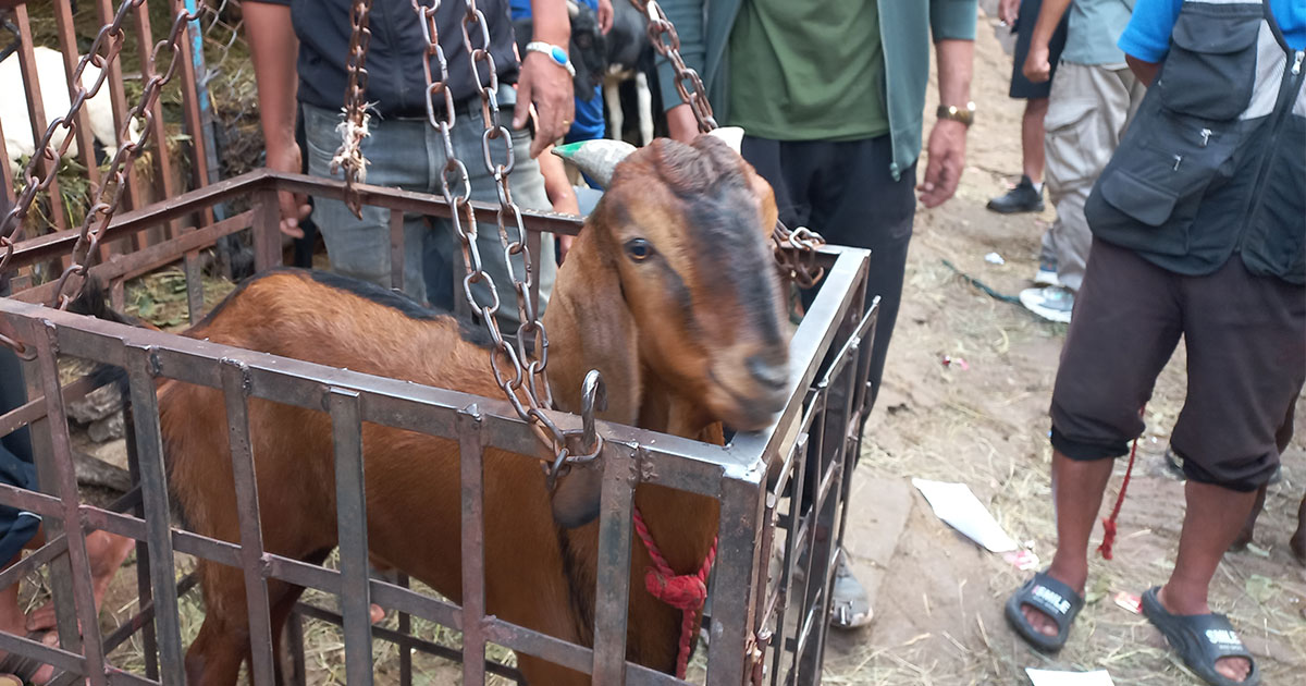 स्वस्थ खसीबोकाको सिङमा हरियो रङ