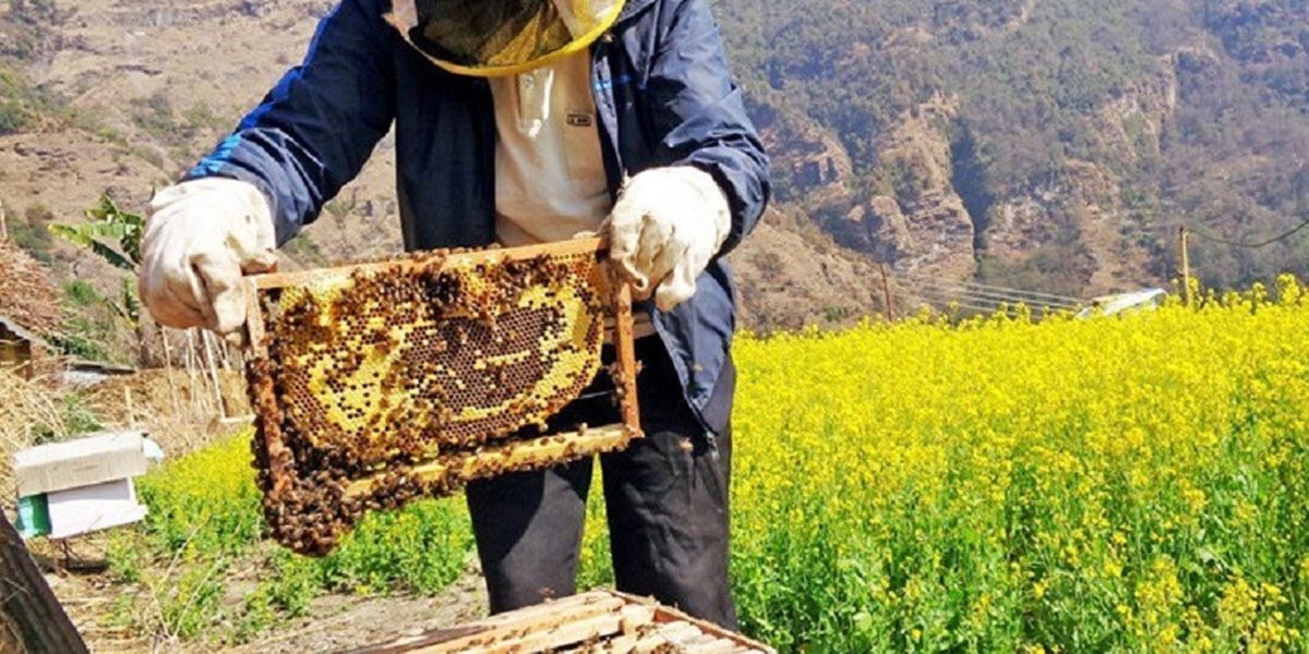 विदेशबाट फर्किएर मौरी पालिरहेका घोराहीका घर्ती