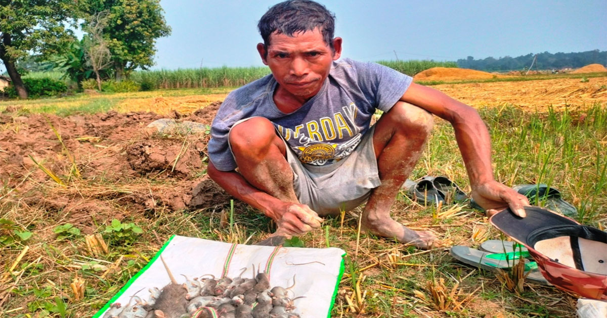 धान भित्र्याएर फुर्सदिला थारू मुसा मार्न व्यस्त