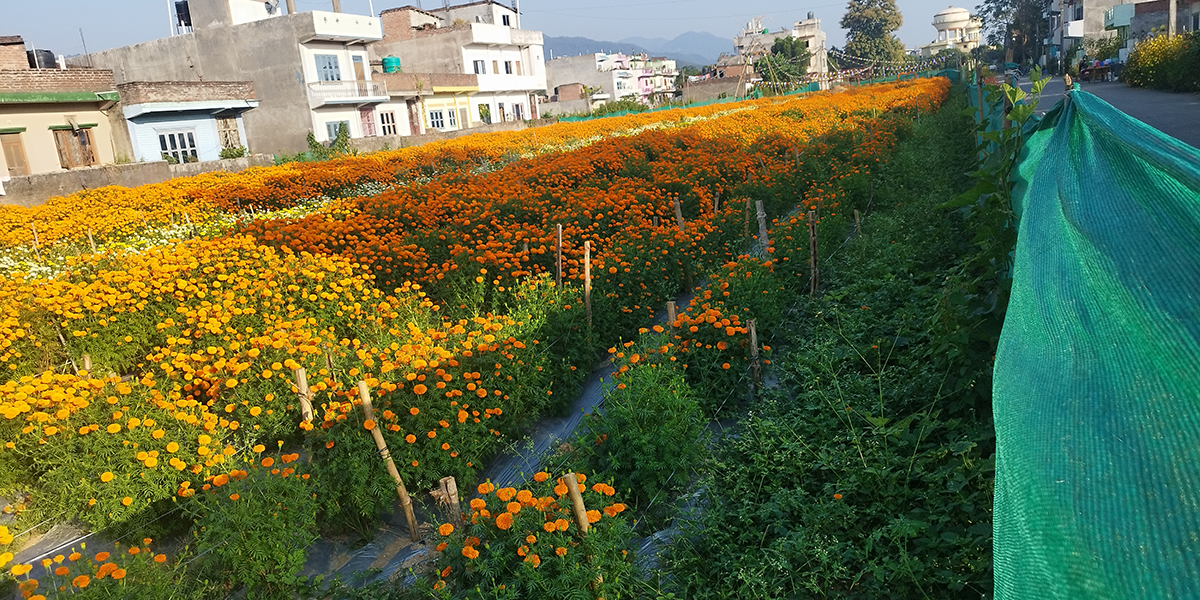 ढकमक्क फुल्न थाले तिहार लक्षित सयपत्री