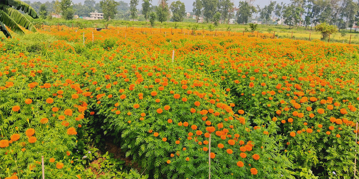 तिहारका लागि फूल तयार