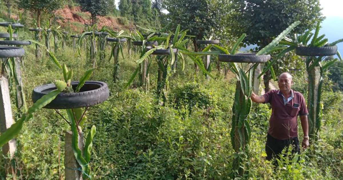 ड्रागन फ्रुट खेतीबाट आम्दानी भएपछि खेती विस्तारको योजनामा सिन्धुपाल्चोकका बस्नेत