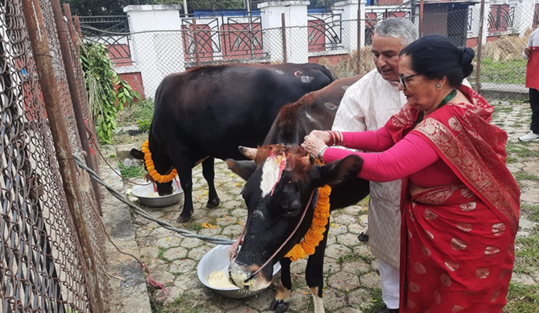 राष्ट्रपतिले गरे गाई पूजा